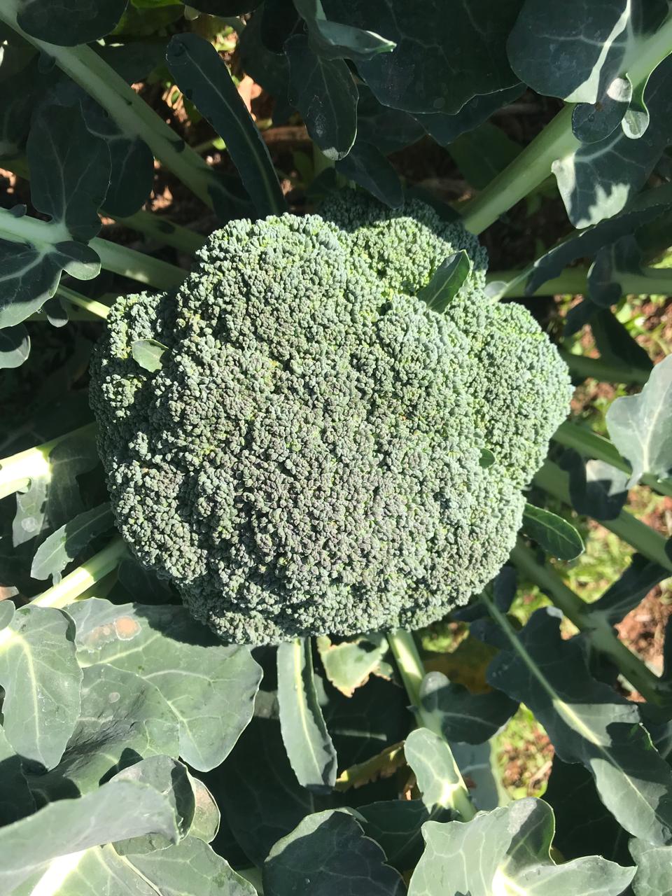 Broccoli head