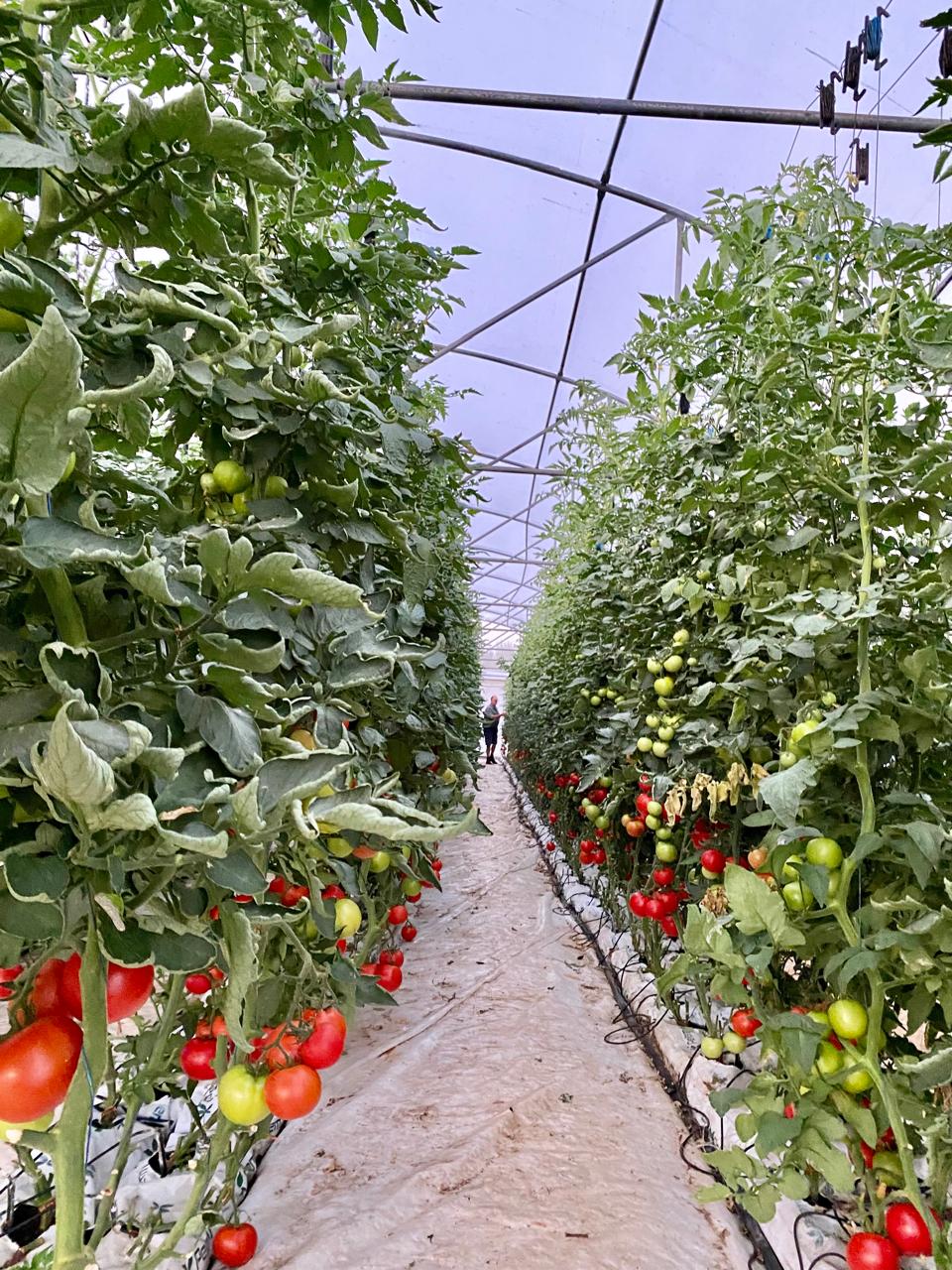 Tomato tunnelAA