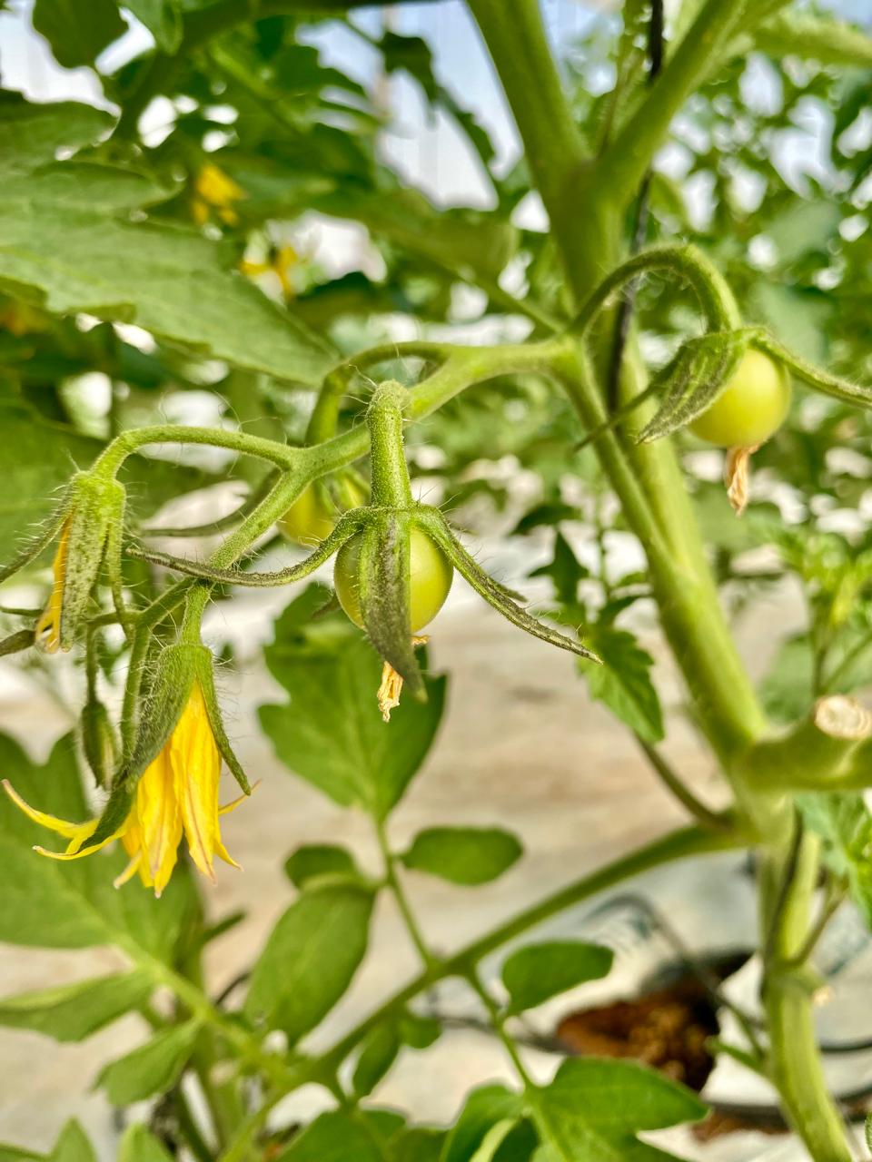TomatoplantAA